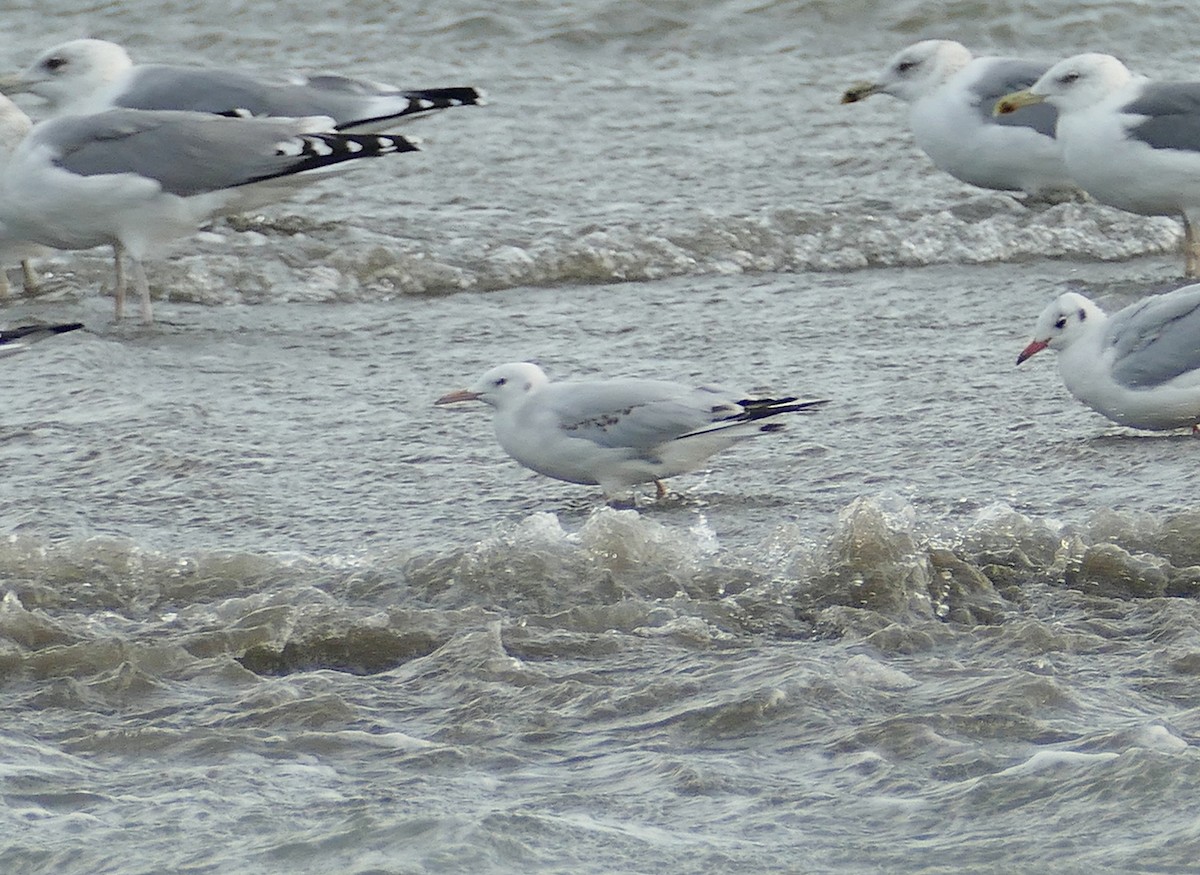 Slender-billed Gull - ML454074521