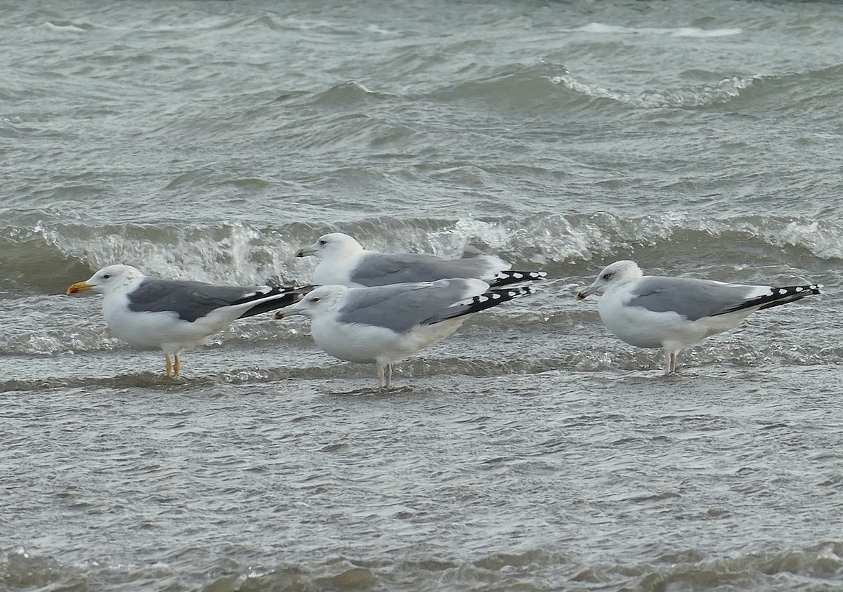 Gaviota Sombría (heuglini) - ML454074911