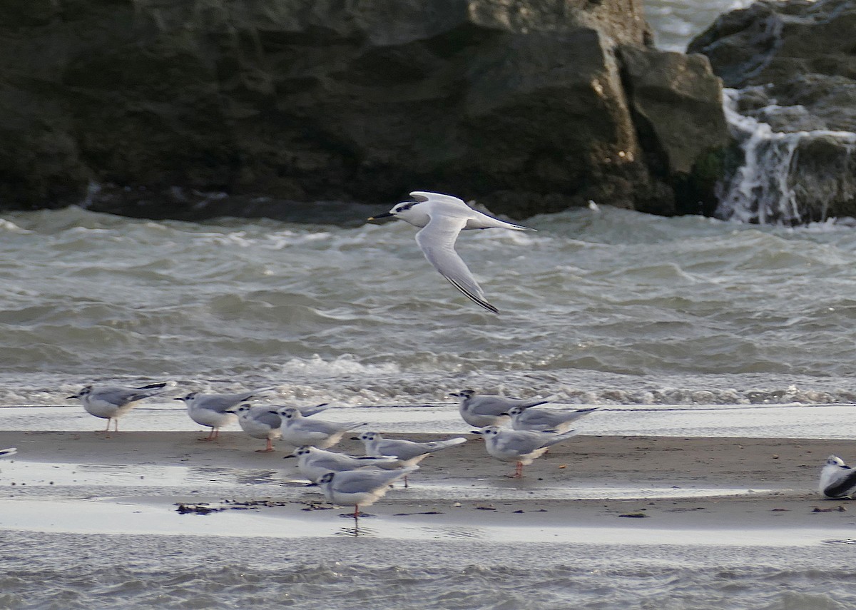 Sandwich Tern - ML454074991