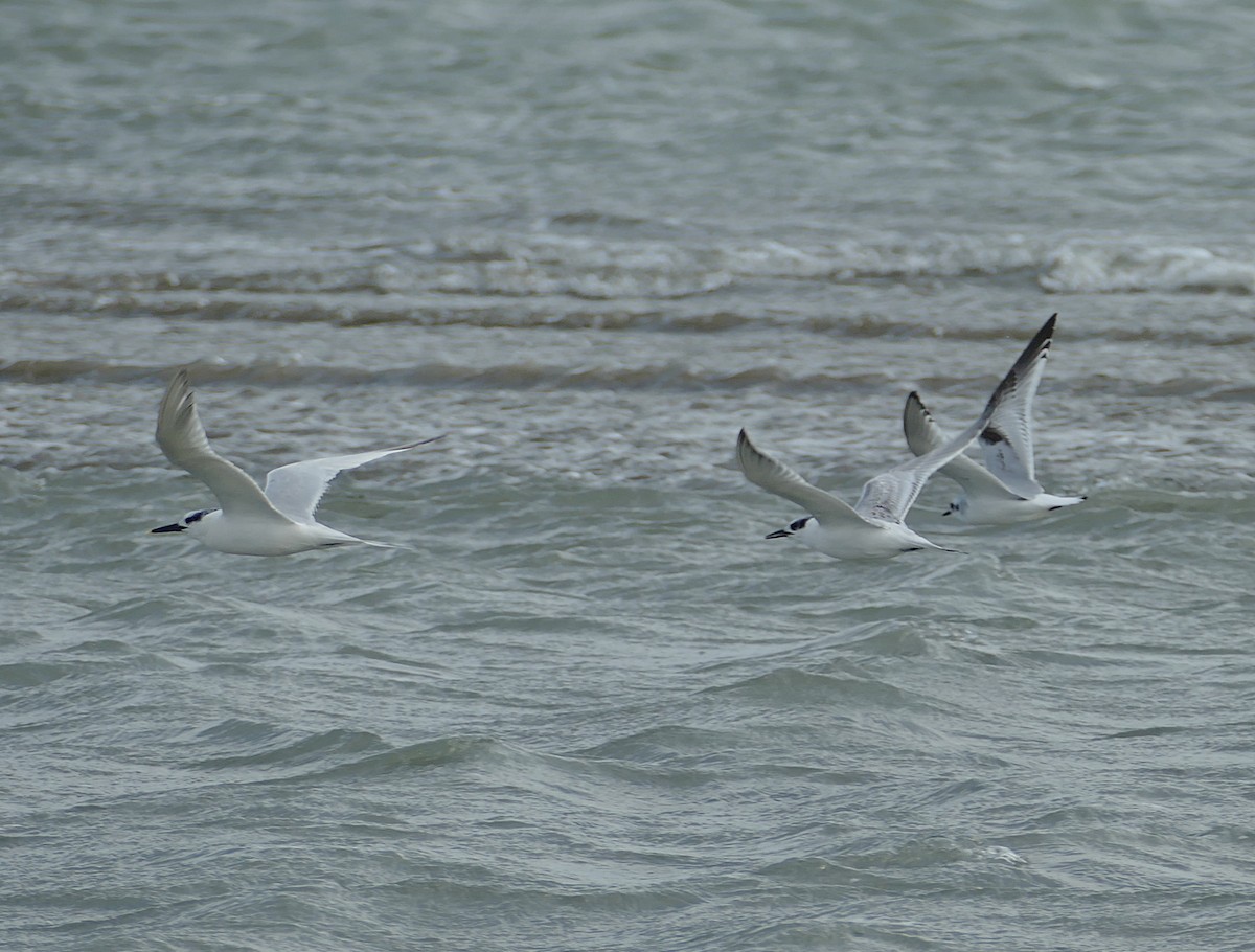 Sandwich Tern - ML454075001