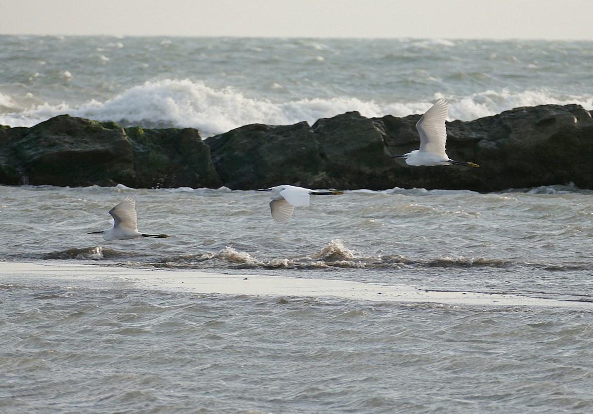 Хурган дэглий - ML454075061