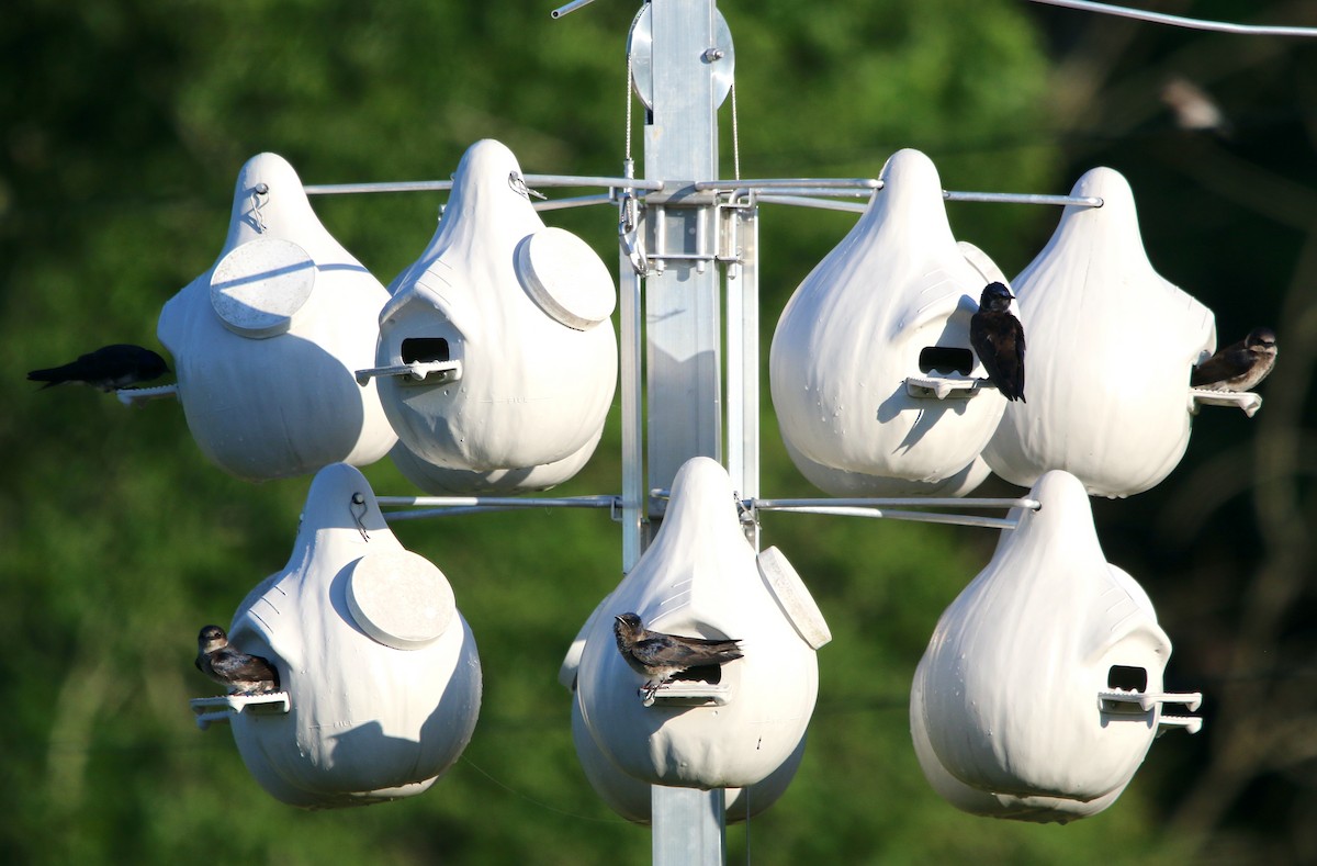 Purple Martin - ML454075221