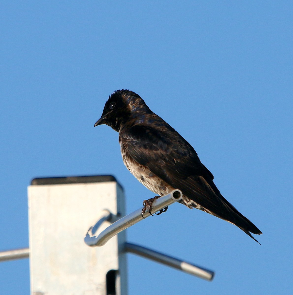 Purple Martin - ML454075271