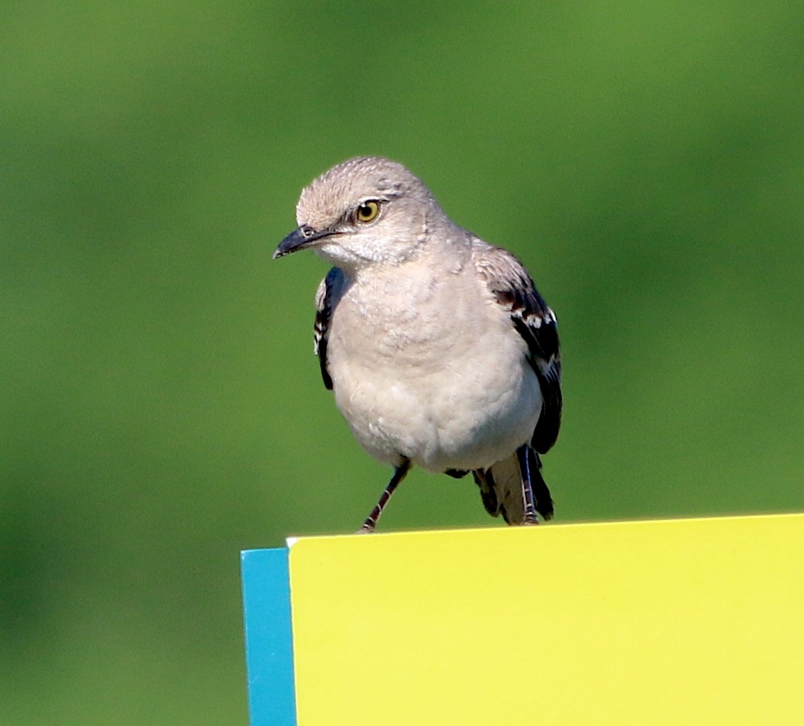 Northern Mockingbird - ML454075421