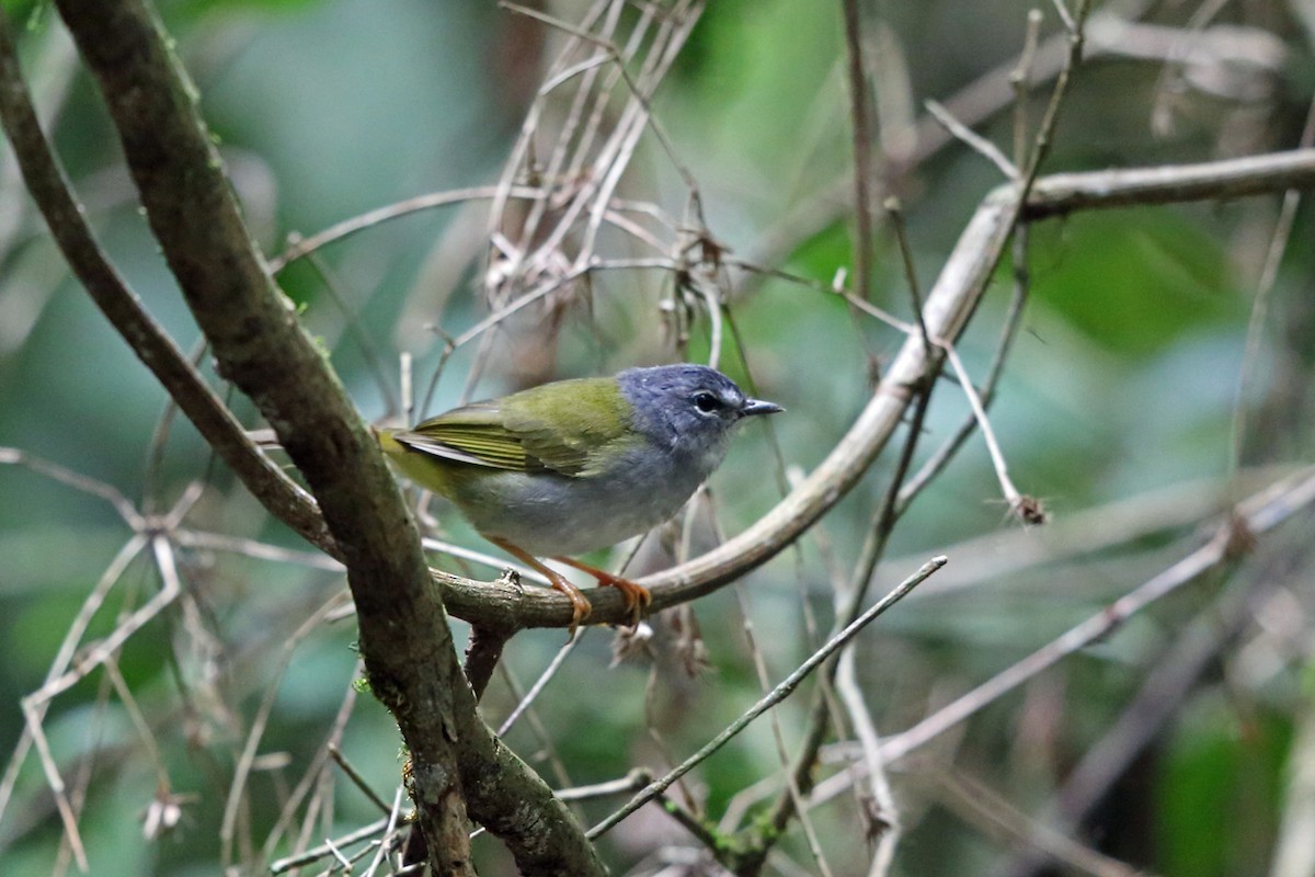 White-browed Warbler - ML45407561