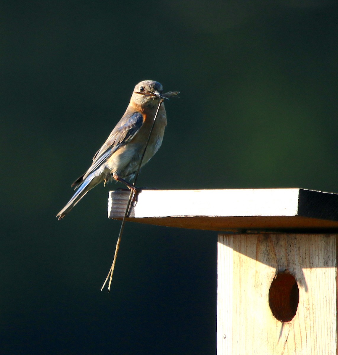 Eastern Bluebird - ML454075621