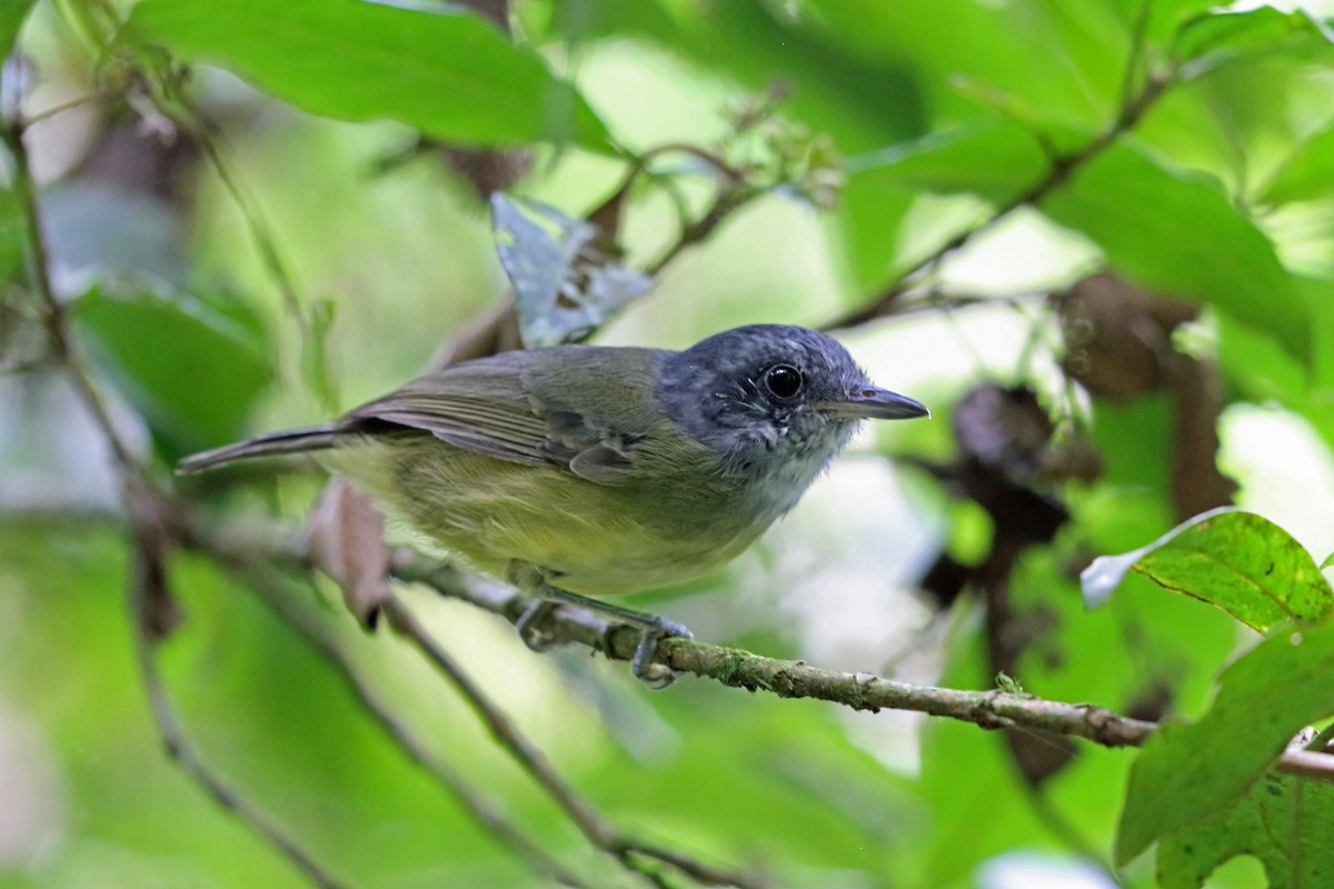 Plain Antvireo - ML45407721