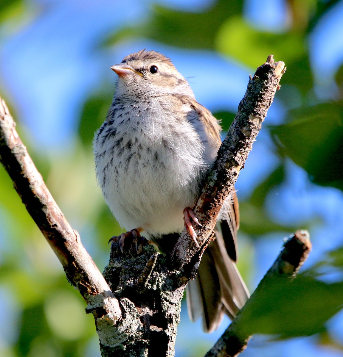 Chipping Sparrow - ML454077271