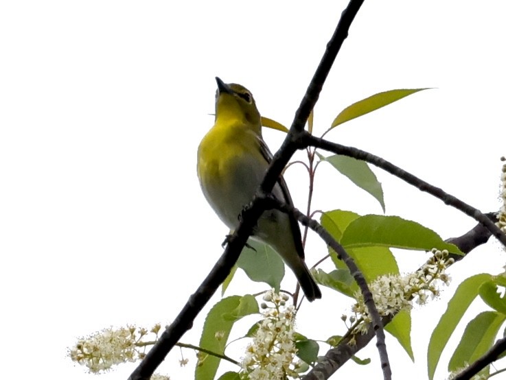 Yellow-throated Vireo - ML454078431