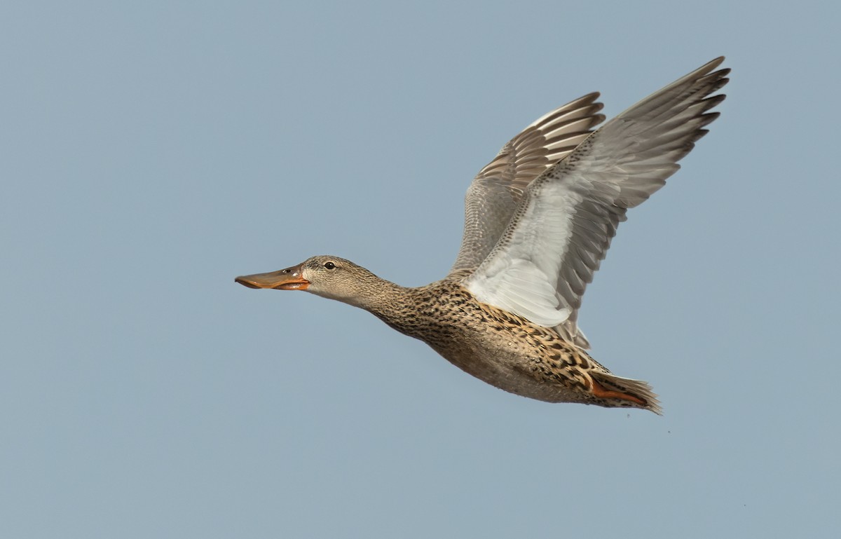 Northern Shoveler - ML454078541