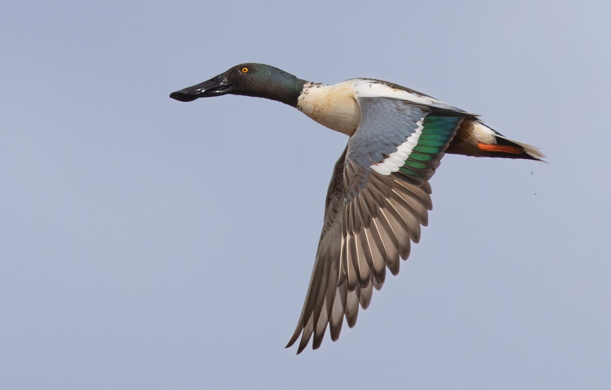 Northern Shoveler - ML454078551