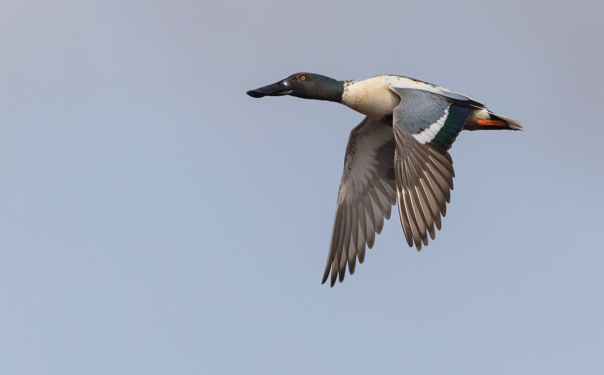 Northern Shoveler - ML454078561