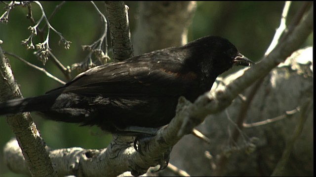 Oriole variable (groupe pyrrhopterus) - ML454079