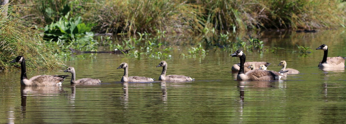 Canada Goose - ML454079351