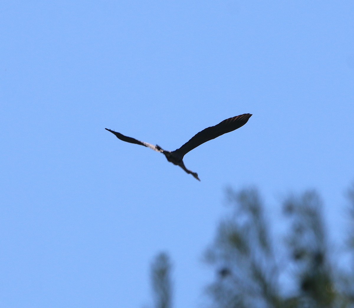 Garza Azulada - ML454079381