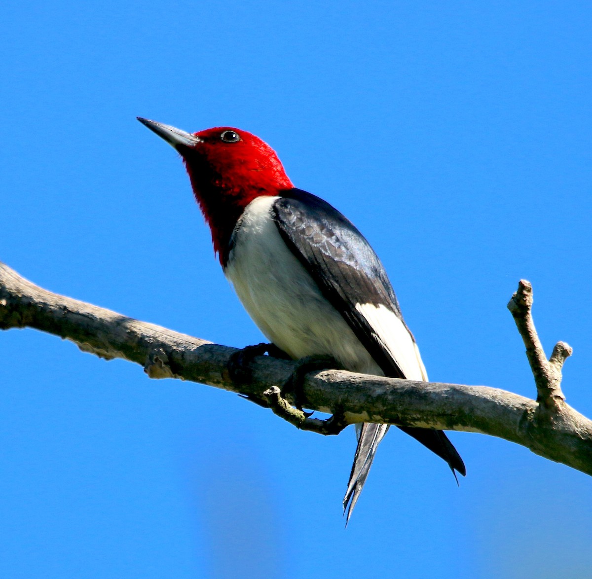 Red-headed Woodpecker - ML454079611