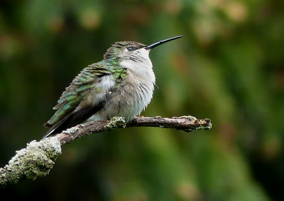 Ruby-throated Hummingbird - ML454080791
