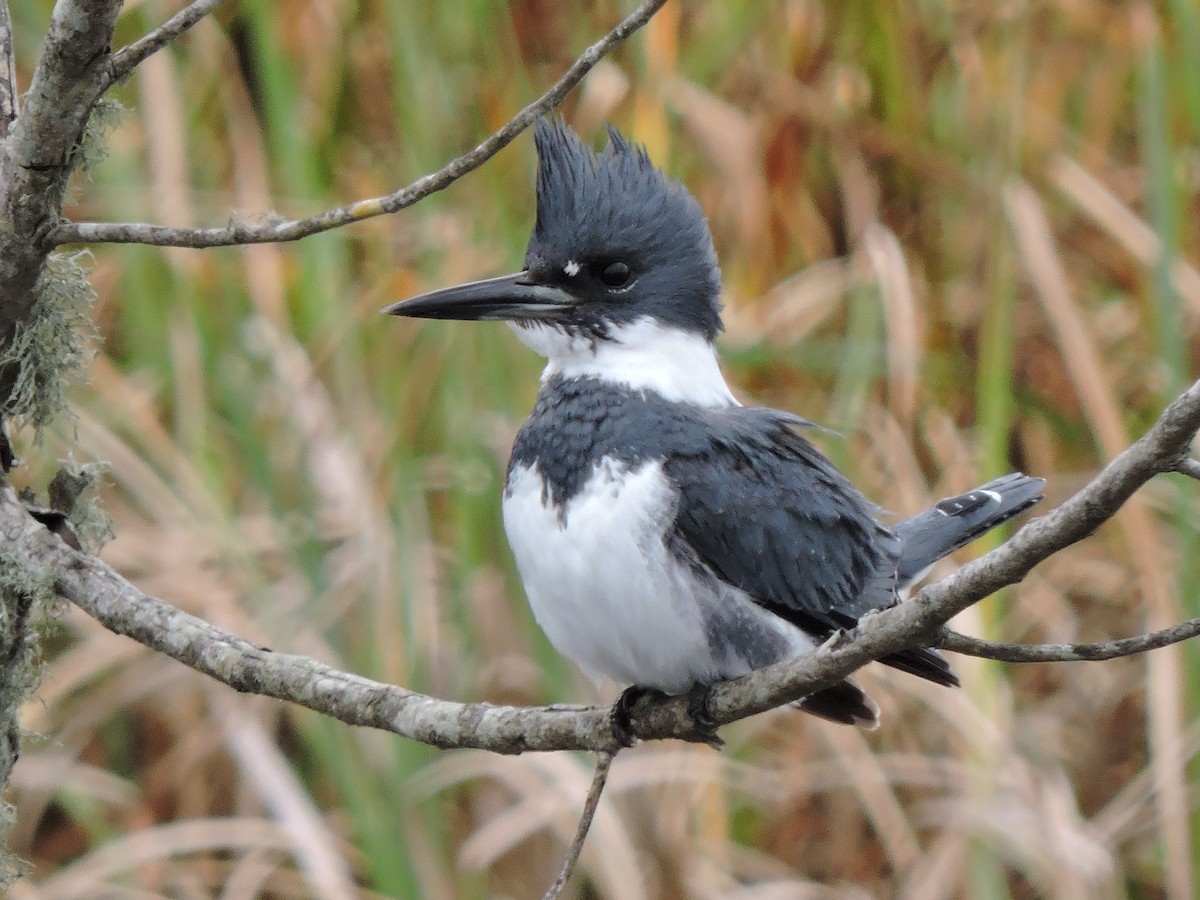 Belted Kingfisher - S. K.  Jones