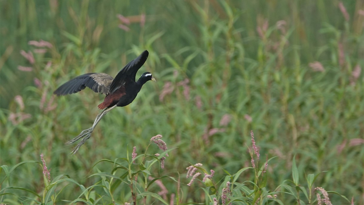 Jacana Bronceada - ML454082331