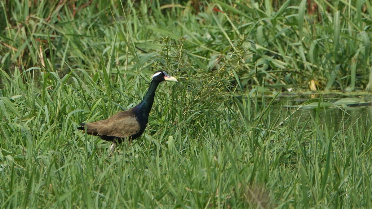 Jacana Bronceada - ML454082341