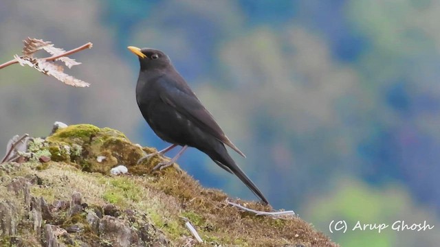 Tibetan Blackbird - ML454084001