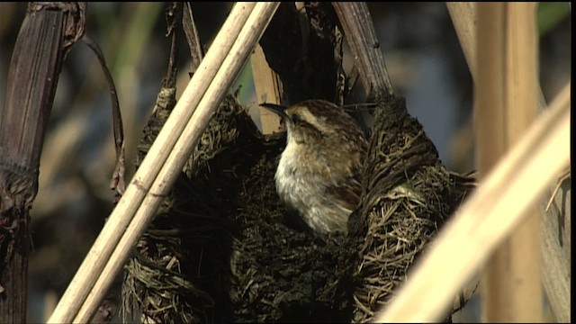 Wren-like Rushbird - ML454086