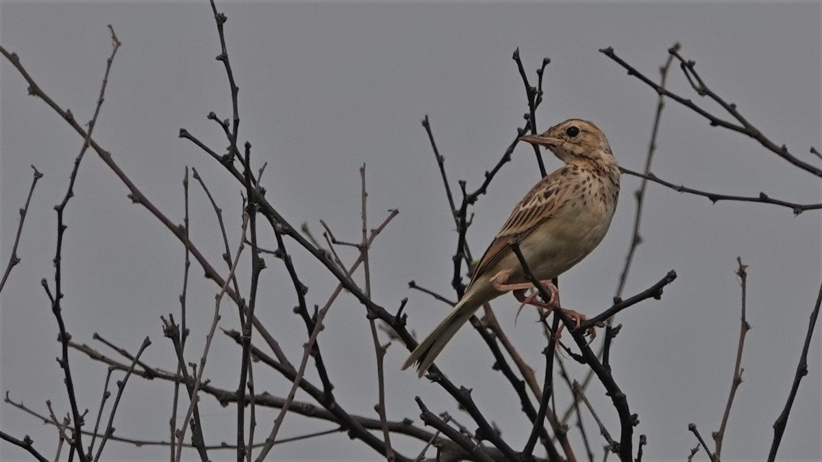 Paddyfield Pipit - Dinesh Sharma