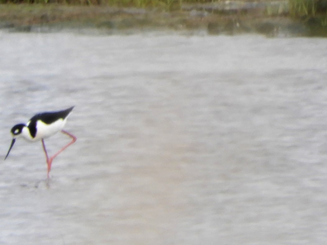 Black-necked Stilt - ML454087131