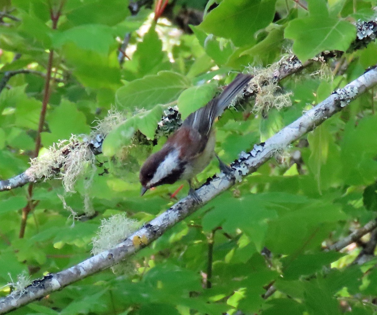 Chestnut-backed Chickadee - JoAnn Potter Riggle 🦤