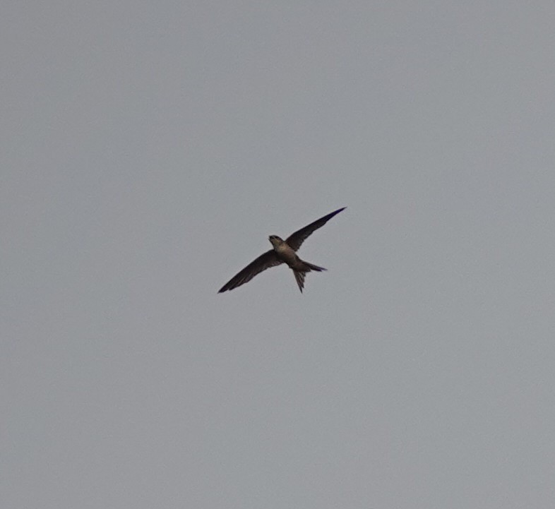 Asian Palm Swift - ML454087561