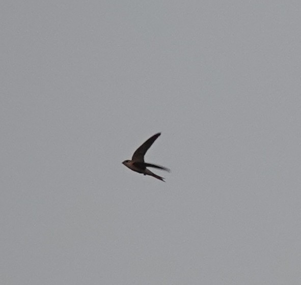 Asian Palm Swift - ML454087581