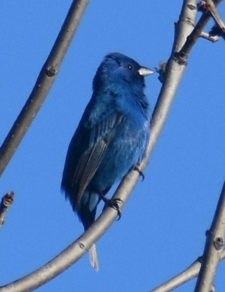 Indigo Bunting - ML454087891