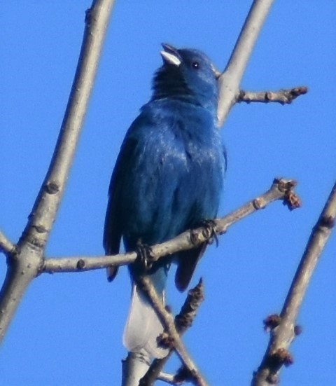 Indigo Bunting - ML454087931