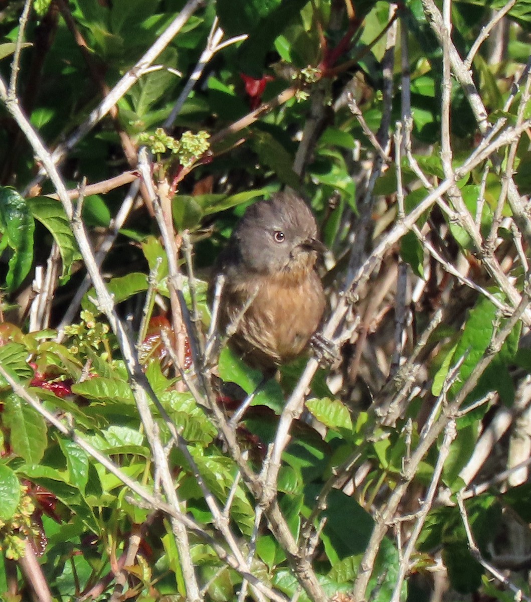 Wrentit - JoAnn Potter Riggle 🦤