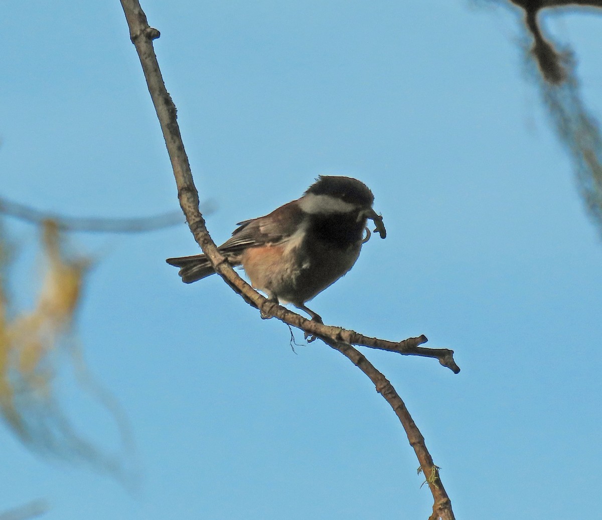 Mésange à dos marron - ML454089541