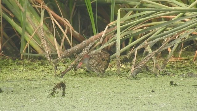 Slaty-breasted Rail - ML454089821