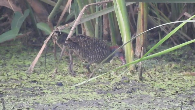 Slaty-breasted Rail - ML454090041