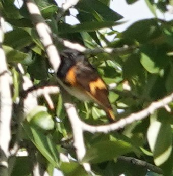 American Redstart - ML454090501