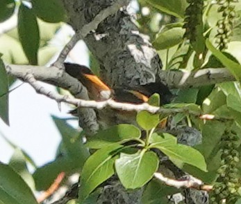 American Redstart - ML454090591