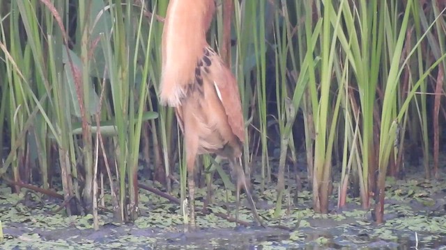 Cinnamon Bittern - ML454091361