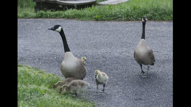 Canada Goose - ML454091561