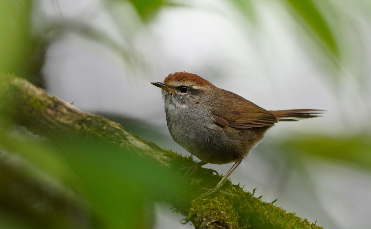 Gray-sided Bush Warbler - Gaurav Parekh