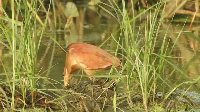 Cinnamon Bittern - ML454091861