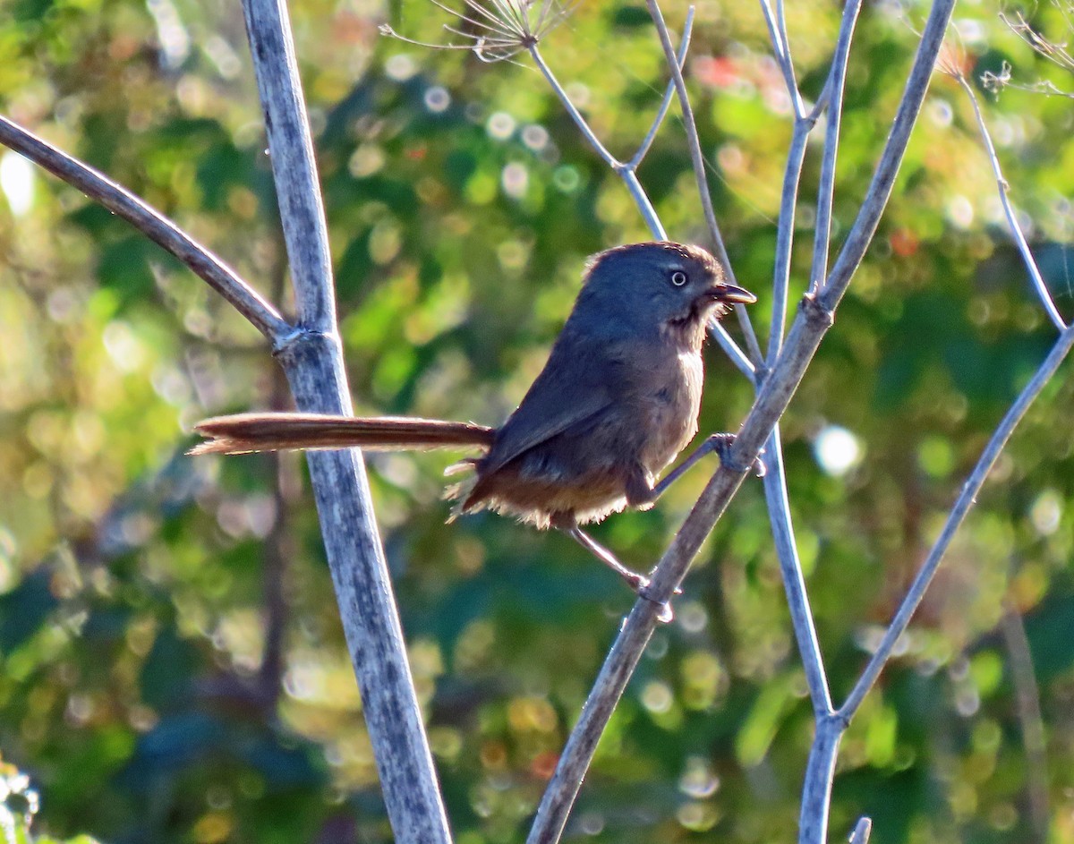 Wrentit - ML454092861