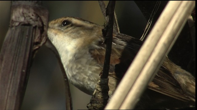 Wren-like Rushbird - ML454093