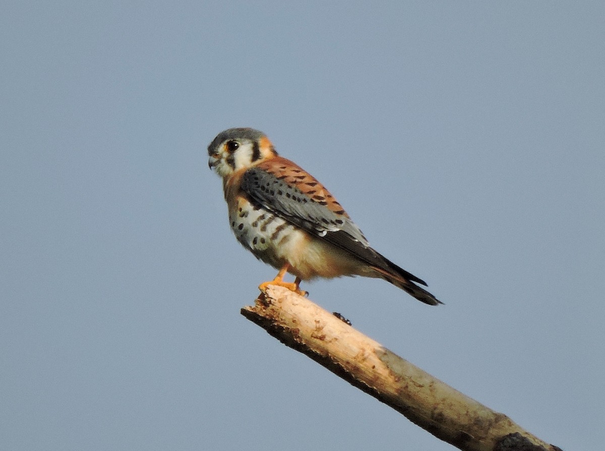 American Kestrel - ML45409361