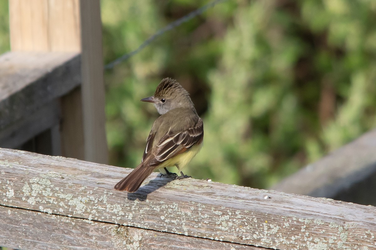 Great Crested Flycatcher - ML454094161