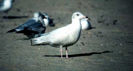 Glaucous Gull - Roy Jones