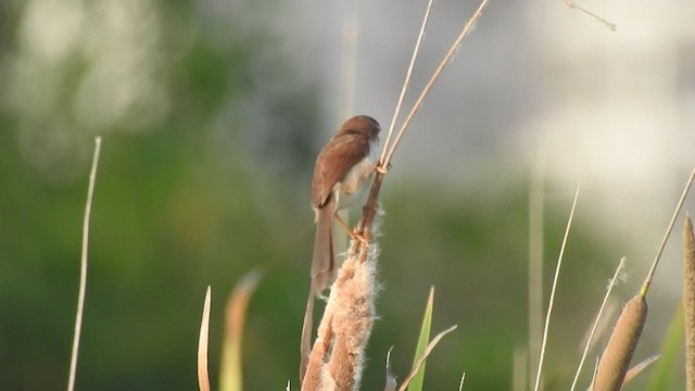 Yellow-eyed Babbler - ML454094381