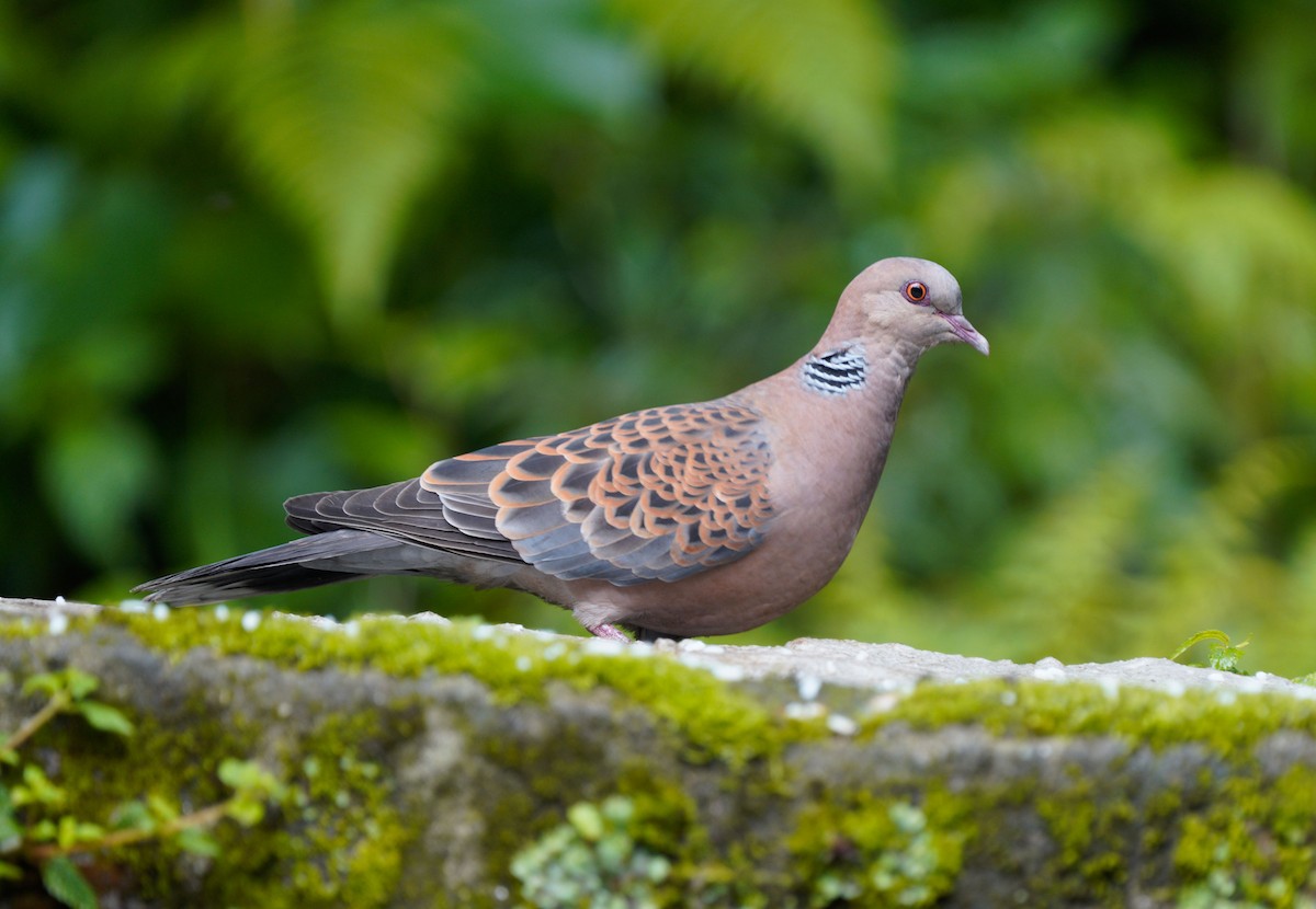 Oriental Turtle-Dove - ML454095191